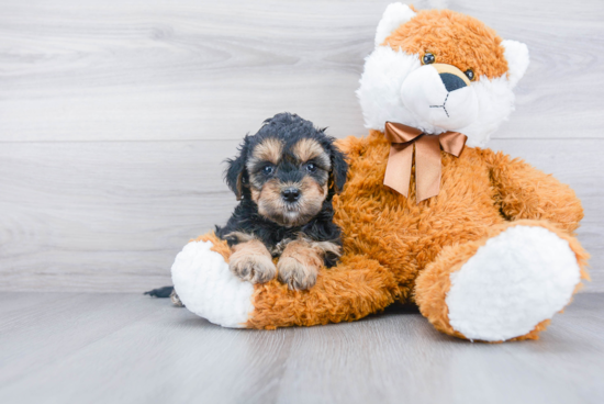 Energetic Mini Berniedoodle Poodle Mix Puppy