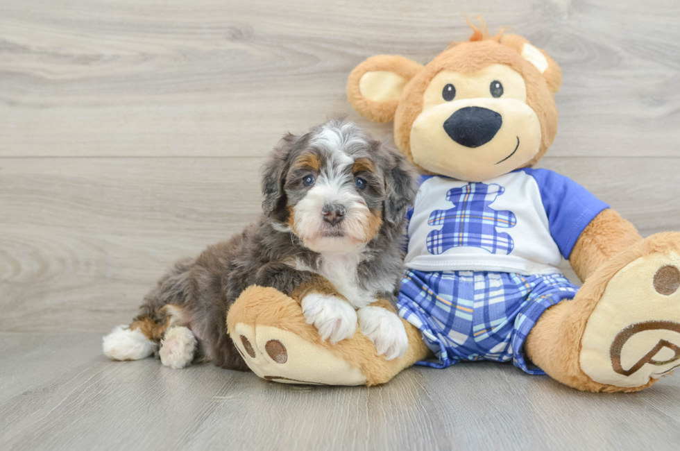 6 week old Mini Bernedoodle Puppy For Sale - Premier Pups