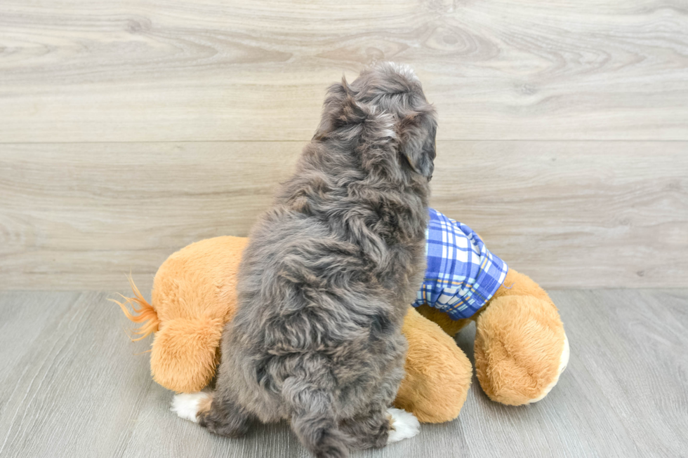 Mini Bernedoodle Pup Being Cute