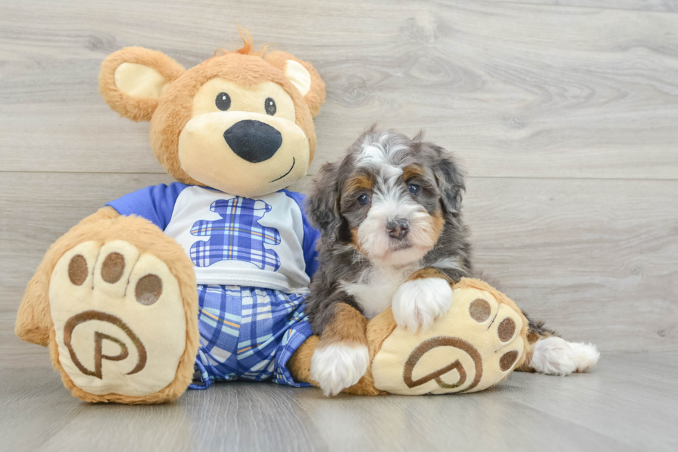 Cute Mini Bernedoodle Baby