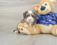 7 week old Mini Bernedoodle Puppy For Sale - Premier Pups