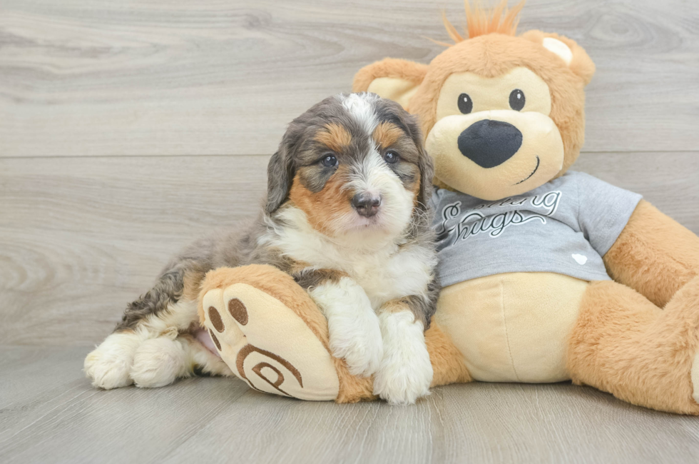 5 week old Mini Bernedoodle Puppy For Sale - Premier Pups