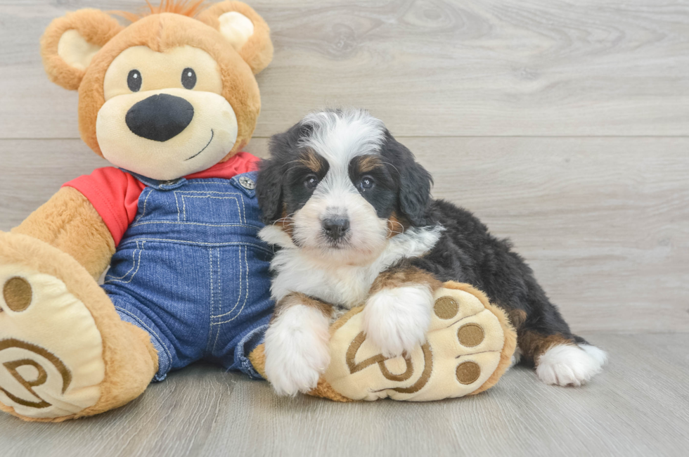 6 week old Mini Bernedoodle Puppy For Sale - Premier Pups