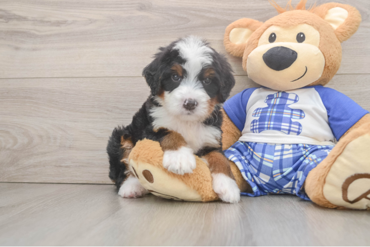 Hypoallergenic Mini Bernese Poodle Poodle Mix Puppy