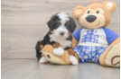 Hypoallergenic Mini Bernese Poodle Poodle Mix Puppy