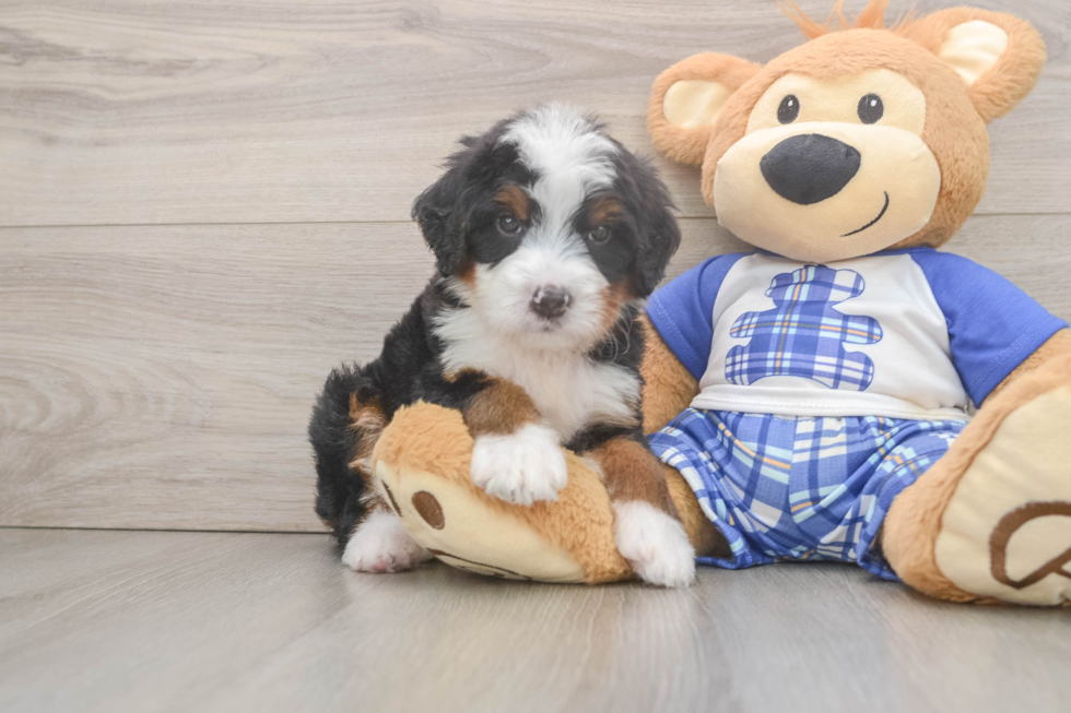Hypoallergenic Mini Bernese Poodle Poodle Mix Puppy
