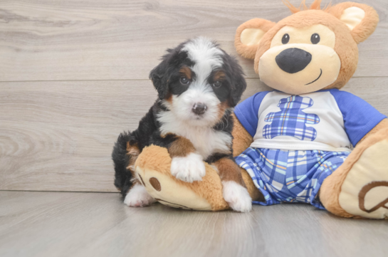 Hypoallergenic Mini Bernese Poodle Poodle Mix Puppy