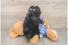 Happy Mini Bernedoodle Baby