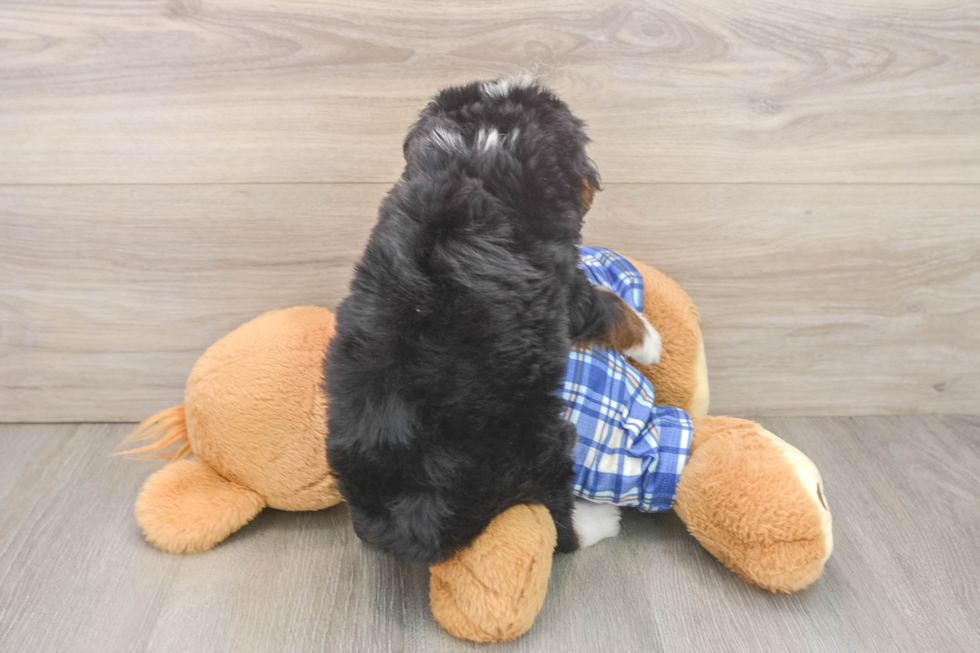 Happy Mini Bernedoodle Baby