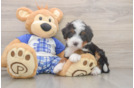 Mini Bernedoodle Pup Being Cute