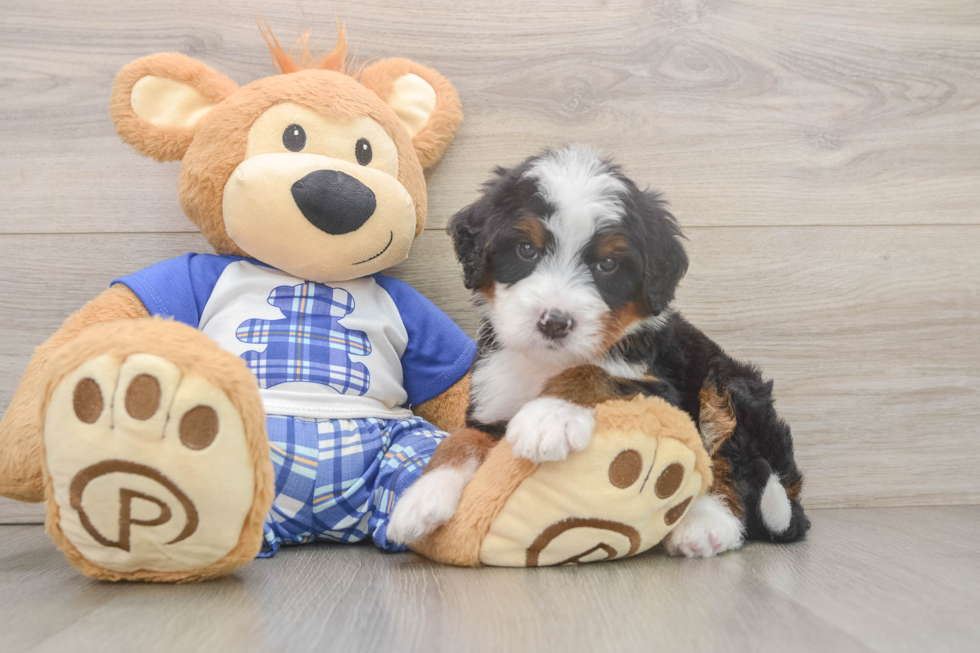 Mini Bernedoodle Pup Being Cute