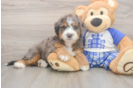 Mini Bernedoodle Puppy for Adoption