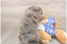 Sweet Mini Bernedoodle Baby
