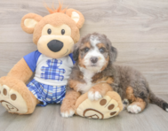 6 week old Mini Bernedoodle Puppy For Sale - Premier Pups