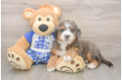 Mini Bernedoodle Pup Being Cute