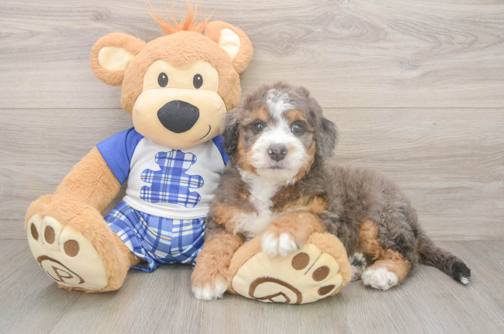 5 week old Mini Bernedoodle Puppy For Sale - Premier Pups