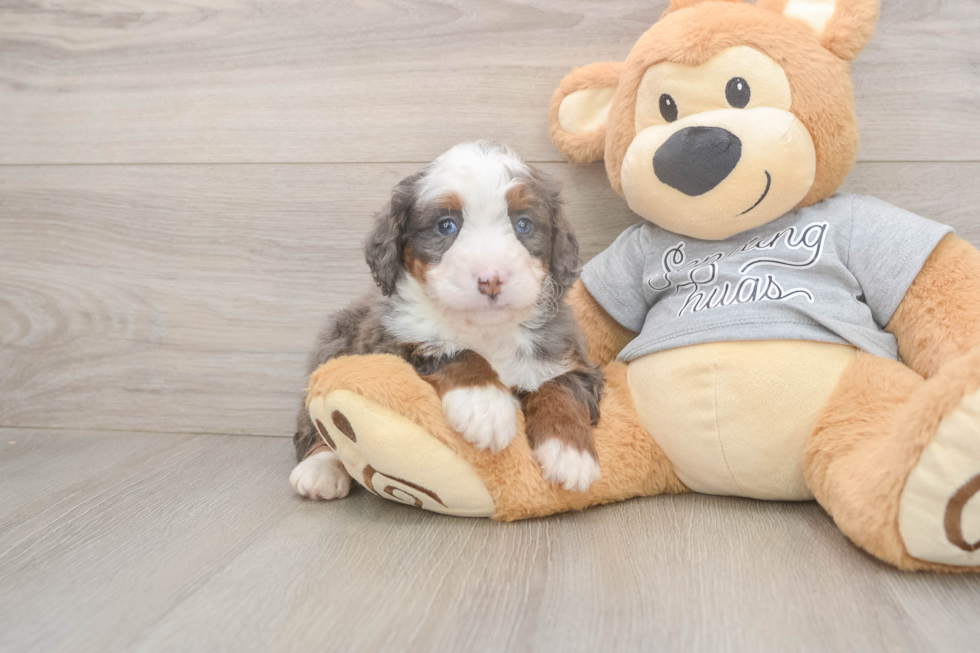 Meet Jeffy - our Mini Bernedoodle Puppy Photo  1/3 - Premier Pups Small Mini Bernedoodle Baby