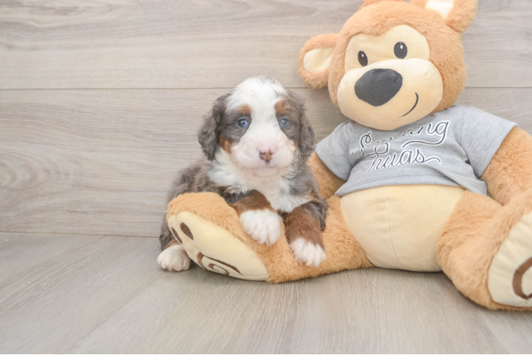 Meet Jeffy - our Mini Bernedoodle Puppy Photo  1/3 - Premier Pups Small Mini Bernedoodle Baby