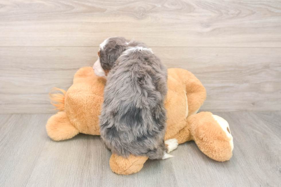Meet Jeffy - our Mini Bernedoodle Puppy Photo  3/3 - Premier Pups Best Mini Bernedoodle Baby