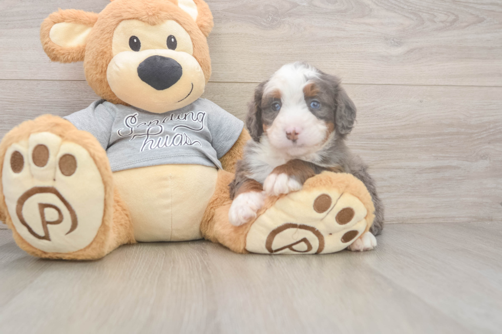Meet Jeffy - our Mini Bernedoodle Puppy Photo  2/3 - Premier Pups Mini Bernedoodle Puppy for Adoption