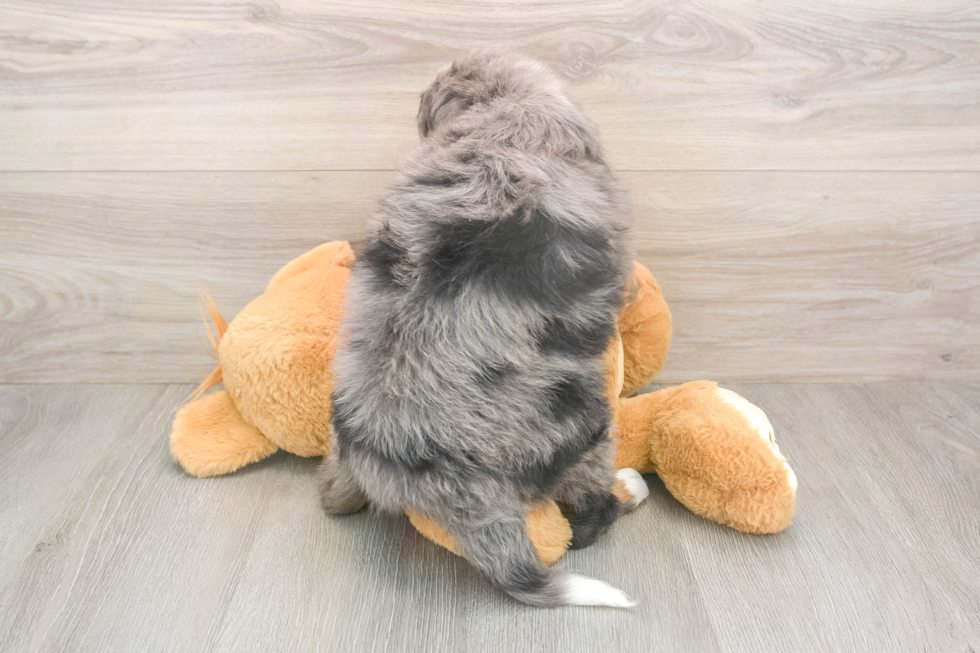 Best Mini Bernedoodle Baby