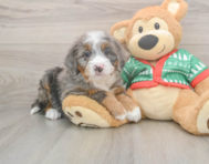 6 week old Mini Bernedoodle Puppy For Sale - Premier Pups