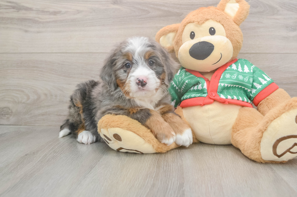 5 week old Mini Bernedoodle Puppy For Sale - Premier Pups