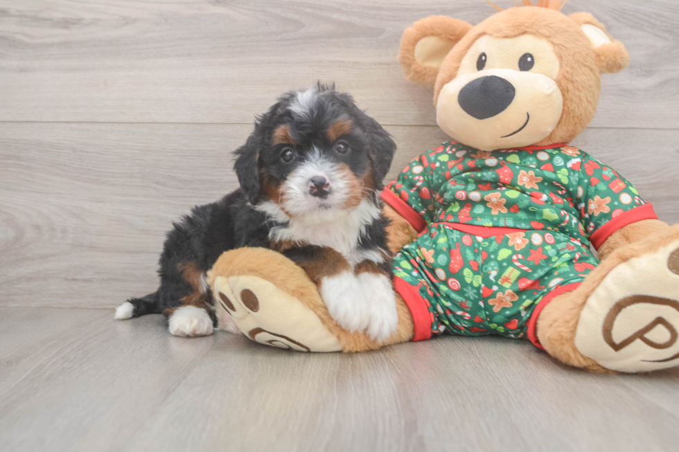 Best Mini Bernedoodle Baby