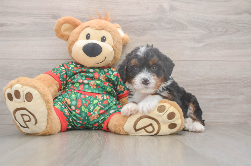 6 week old Mini Bernedoodle Puppy For Sale - Premier Pups