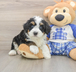 6 week old Mini Bernedoodle Puppy For Sale - Premier Pups