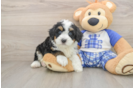 Funny Mini Bernedoodle Poodle Mix Pup
