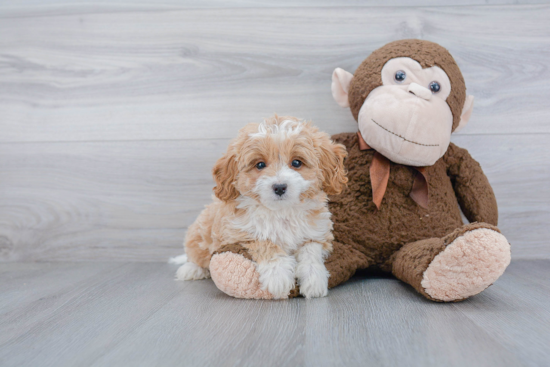 Mini Bernedoodle Puppy for Adoption