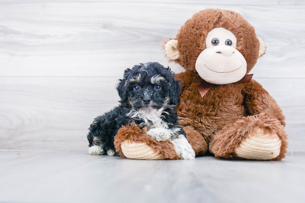 Mini Bernedoodle Pup Being Cute