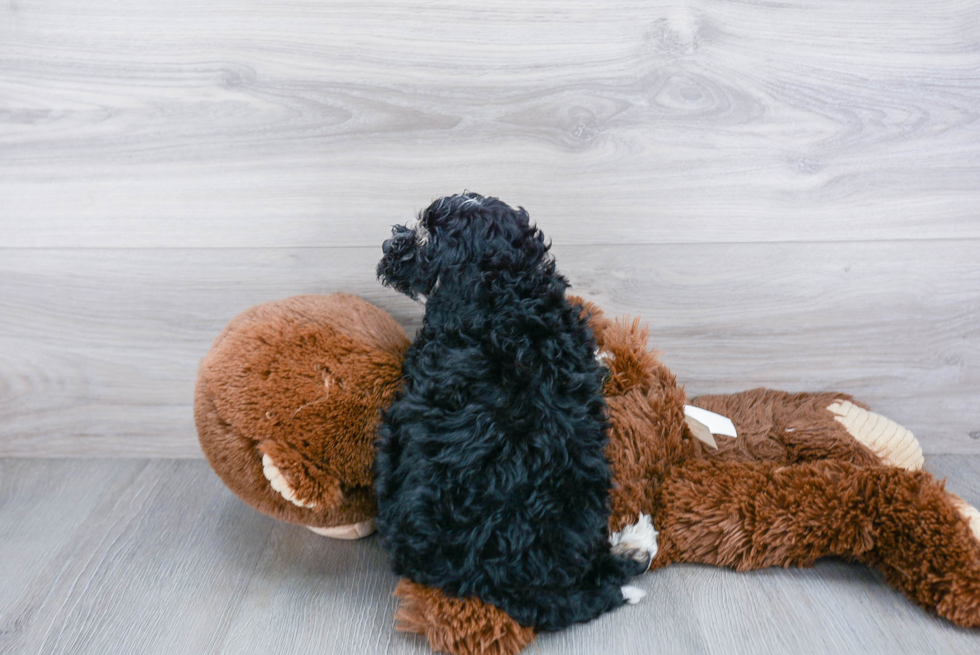 Smart Mini Bernedoodle Poodle Mix Pup