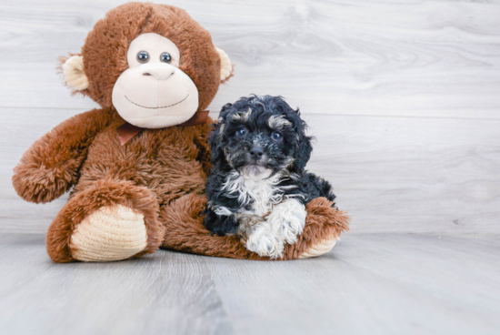 Mini Bernedoodle Pup Being Cute