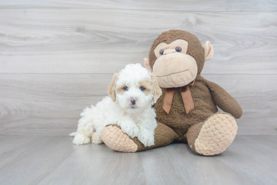 Mini Bernedoodle Puppy for Adoption