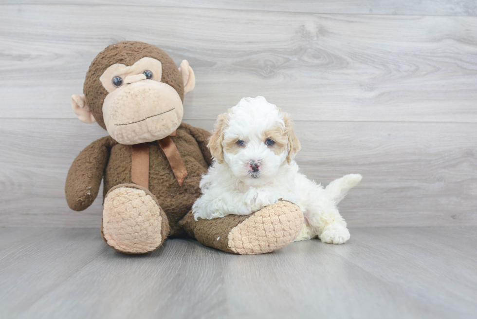 Mini Bernedoodle Puppy for Adoption