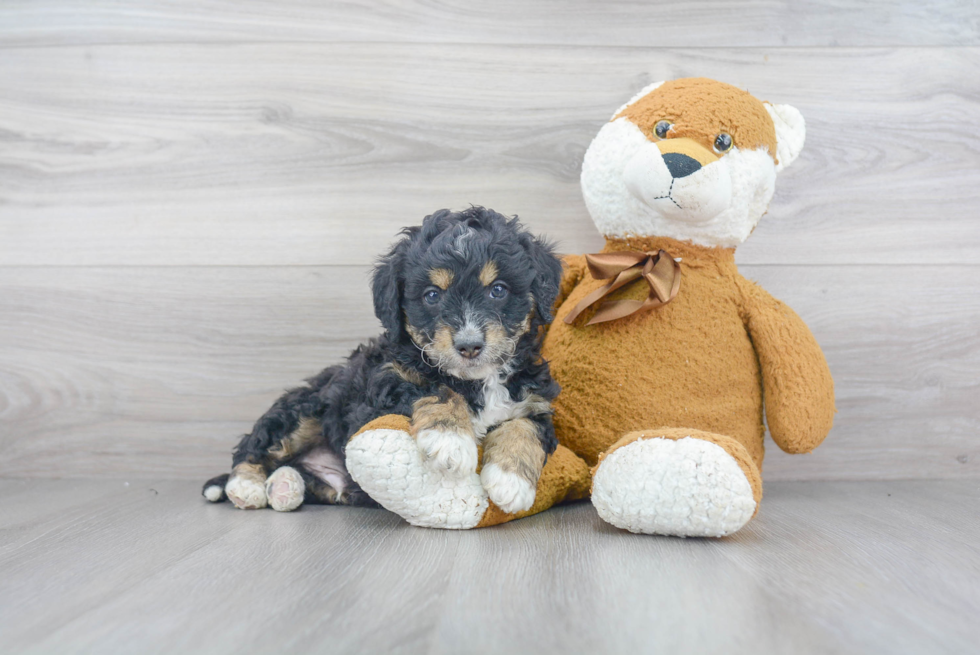 Funny Mini Bernedoodle Poodle Mix Pup