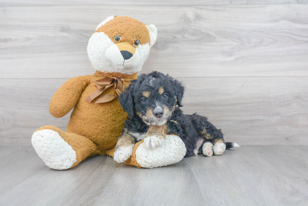 Fluffy Mini Bernedoodle Poodle Mix Pup