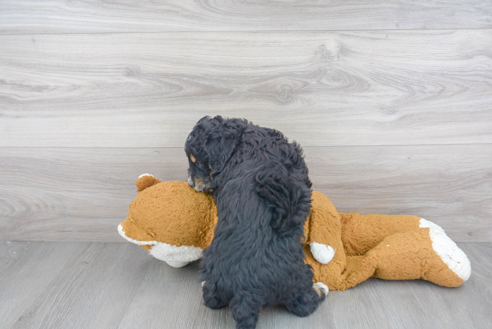 Best Mini Bernedoodle Baby