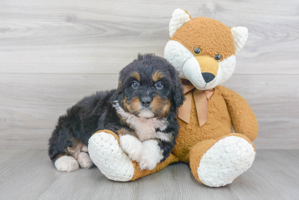 Mini Bernedoodle Puppy for Adoption