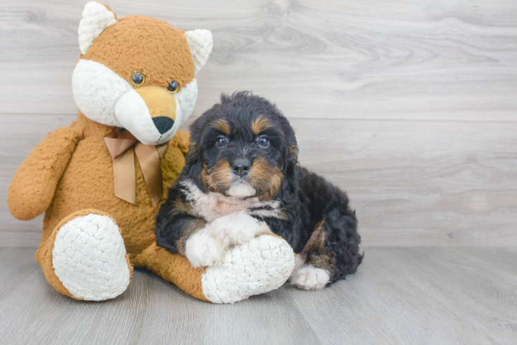 Sweet Mini Bernedoodle Baby