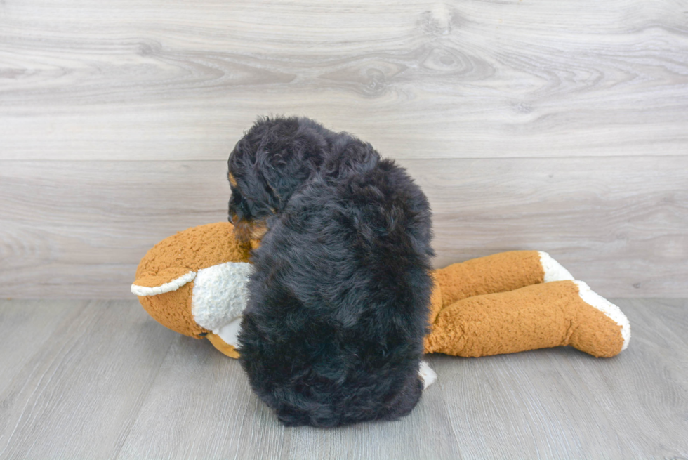 Best Mini Bernedoodle Baby