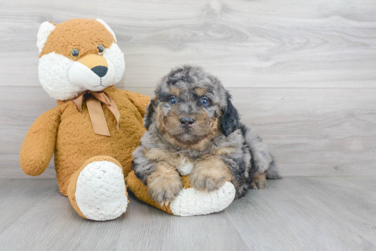 Playful Bernadoodle Poodle Mix Puppy