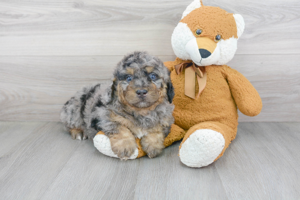 Popular Mini Bernedoodle Poodle Mix Pup