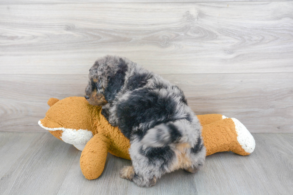 Happy Mini Bernedoodle Baby