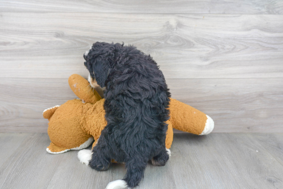 Best Mini Bernedoodle Baby