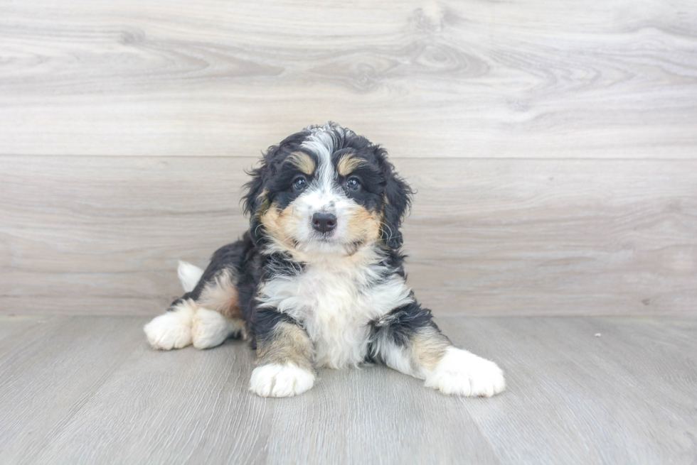 Best Mini Bernedoodle Baby