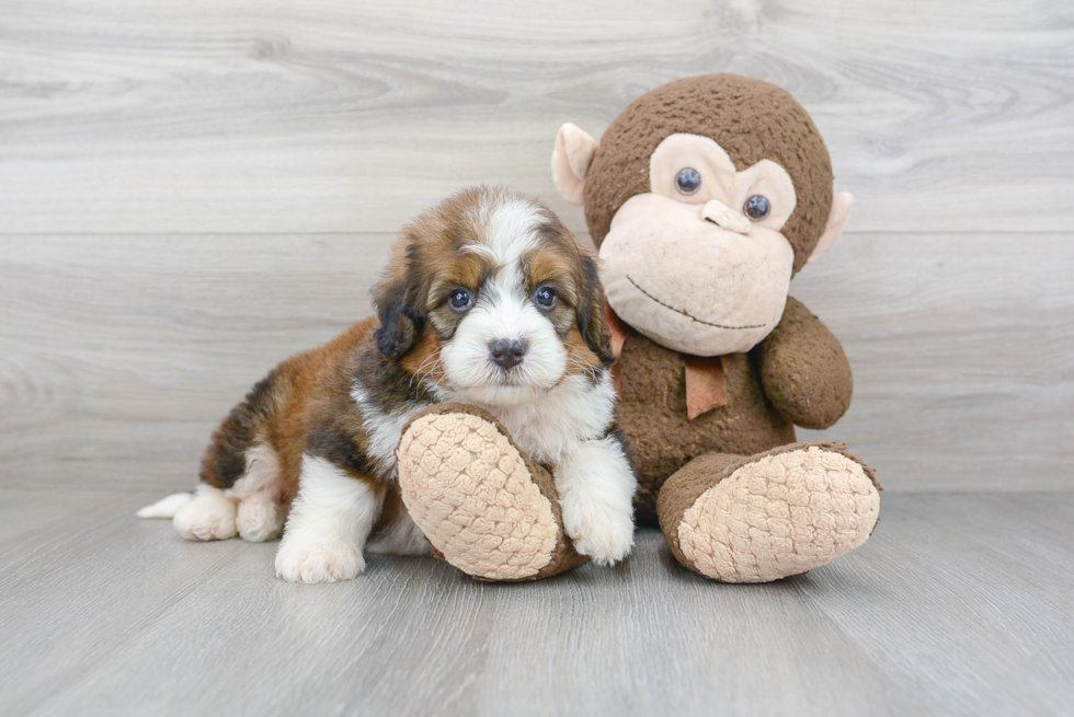 Best Mini Bernedoodle Baby