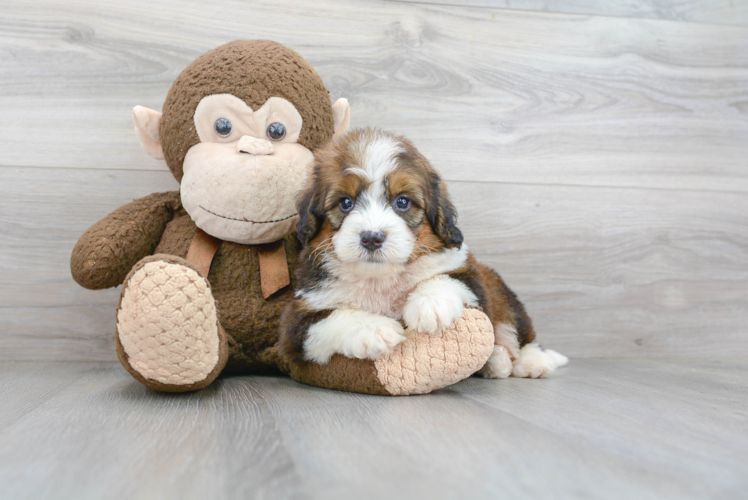 Funny Mini Bernedoodle Poodle Mix Pup